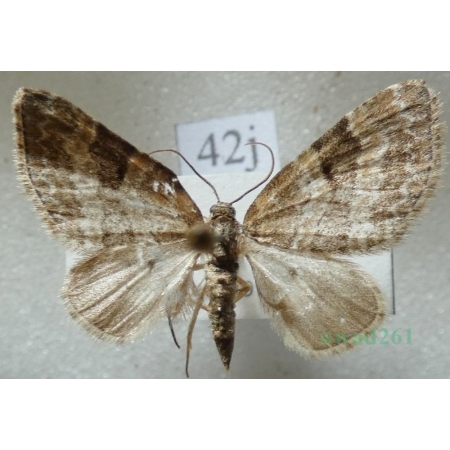 Pterapherapteryx sexalata (Retzius, 1783) Płatynka wierzbówka Slovakia42j